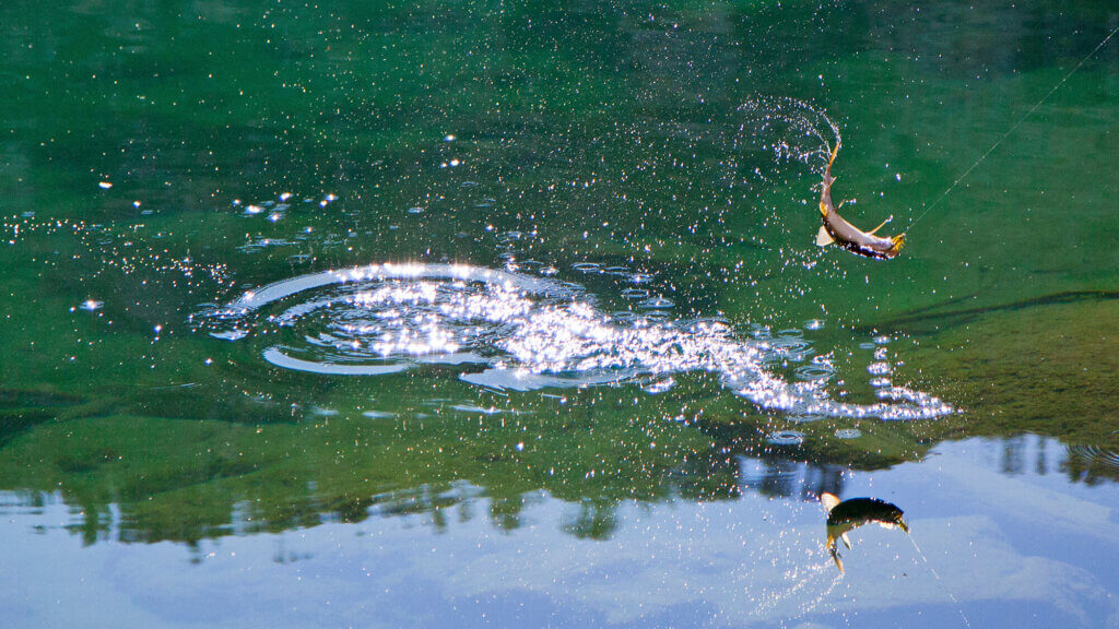 4.在Jarbidge荒野赢得IGFA皇家鳟鱼大满贯