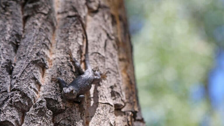 野生动物代顿州立公园