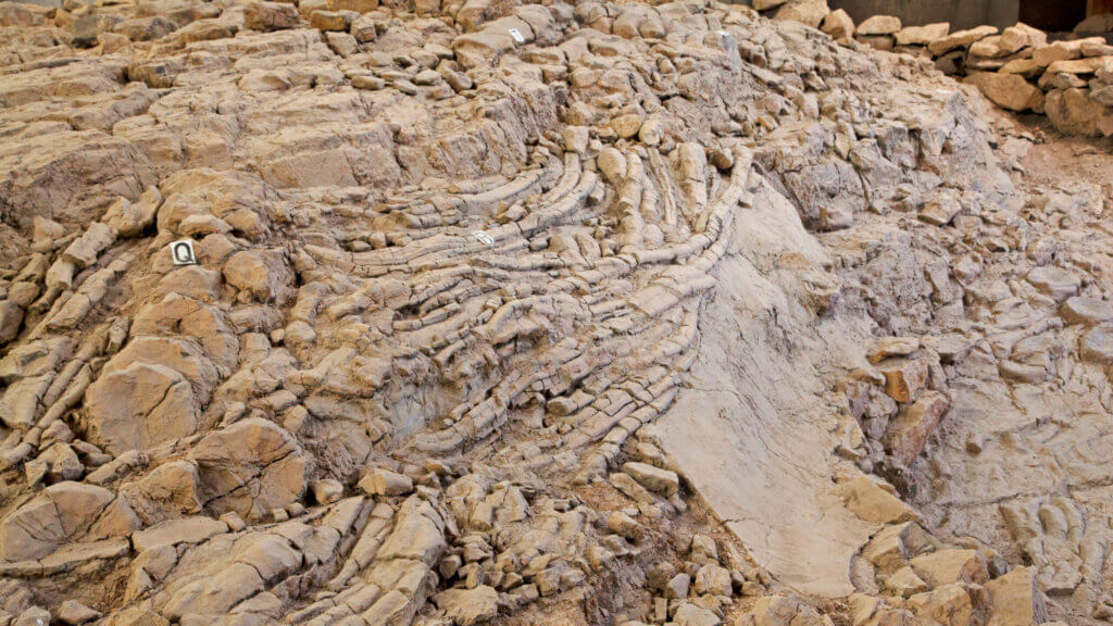 10.在巨大的伊基化石上，你可以数出多少个想要成为手指的人。