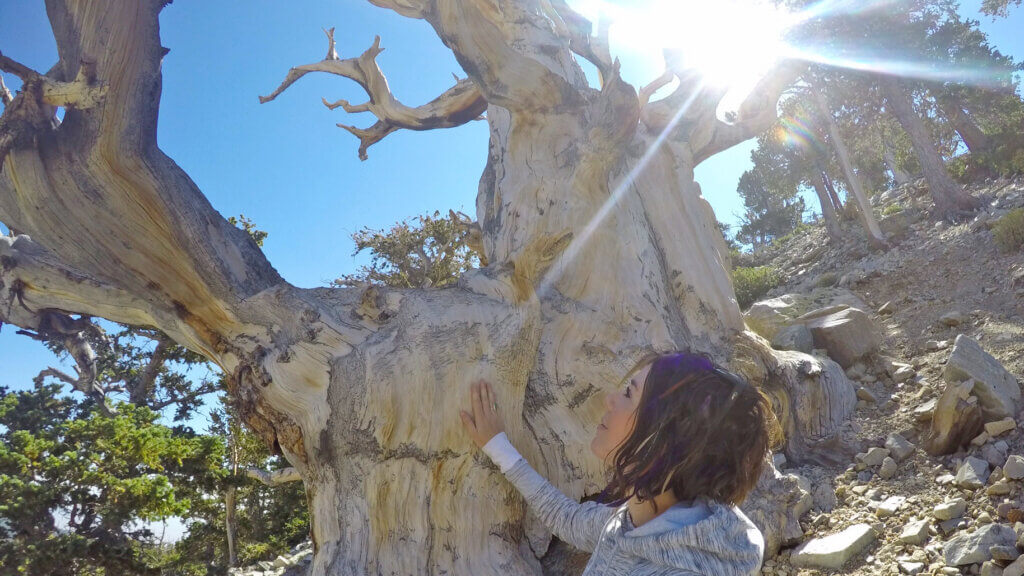大盆地狐尾松:地球上现存最古老的树木。