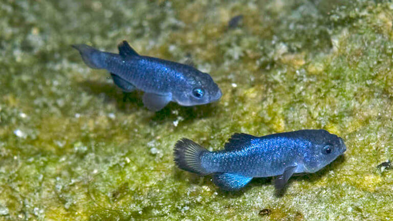 在灰洞pupfish草地