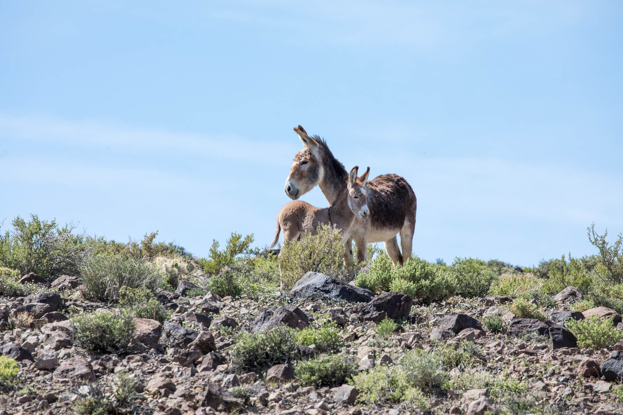 玛丽埃塔野马和驴子范围