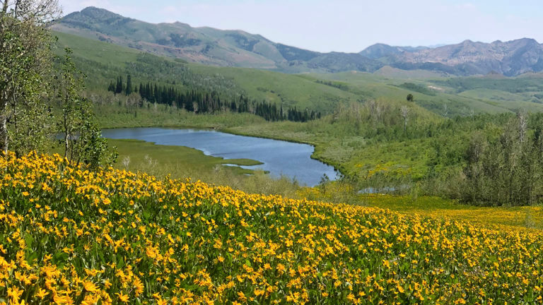 内华达州的Jarbidge荒野地区雷竞技体育app