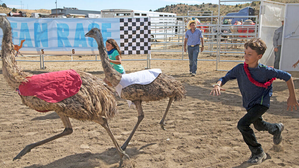 国际骆驼和鸵鸟比赛