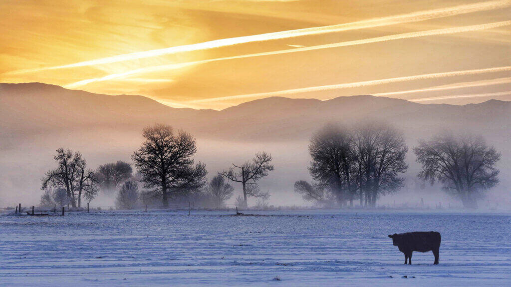 Eagles & Agriculture