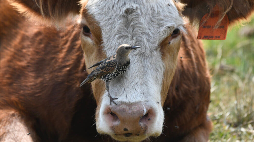 Eagles & Agriculture