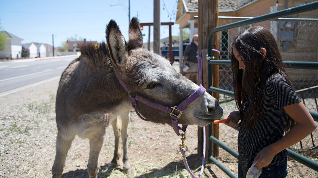 Goldfield Days Celebration & Land Auction