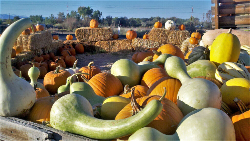 拉丁农场秋季庆典