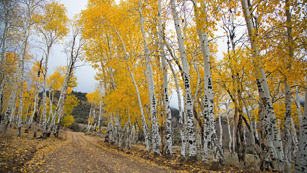 黄色树木成功循环风景开车