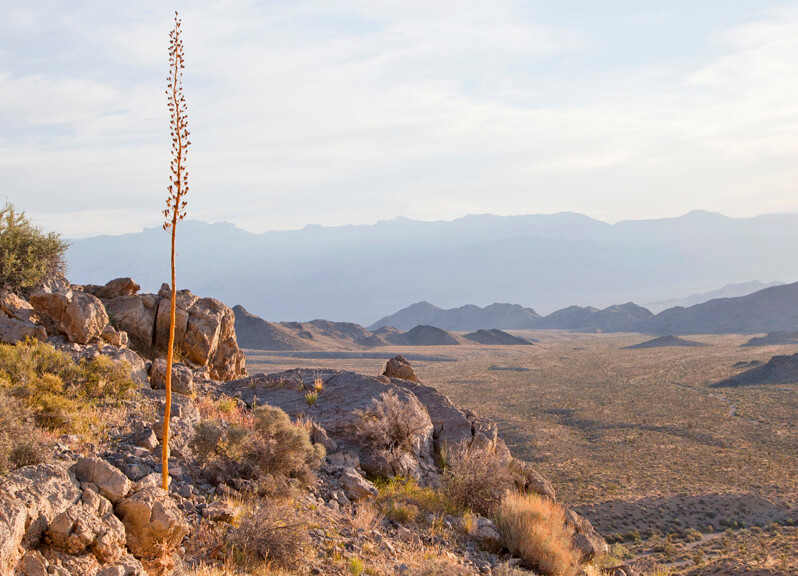 雷竞技体育app内华达4 x4
