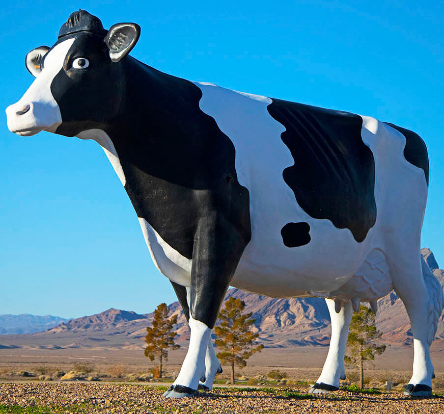 巨大的牛在奇怪的景点