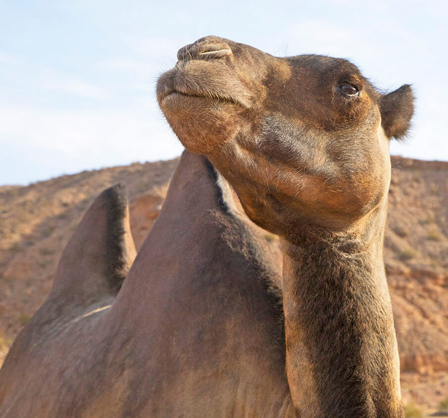 骆驼,骆驼Safari、野生动物保护、动物保护区,豆科灌木骆驼Safari,骆驼Safari