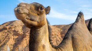 骆驼狩猎和沙漠牧场体验