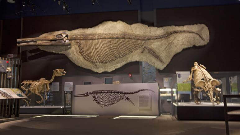 雷竞技体育app内华达州拉斯维加斯化石国家博物馆
