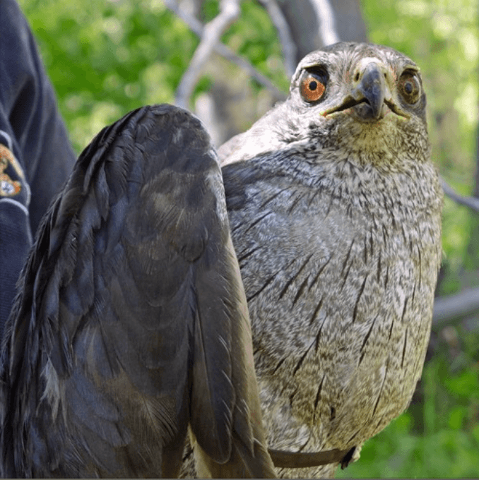 与野生动物多样性生物雷竞技体育app学家Mackenzie Jeffress一起调查内华达州最凶猛的猛禽