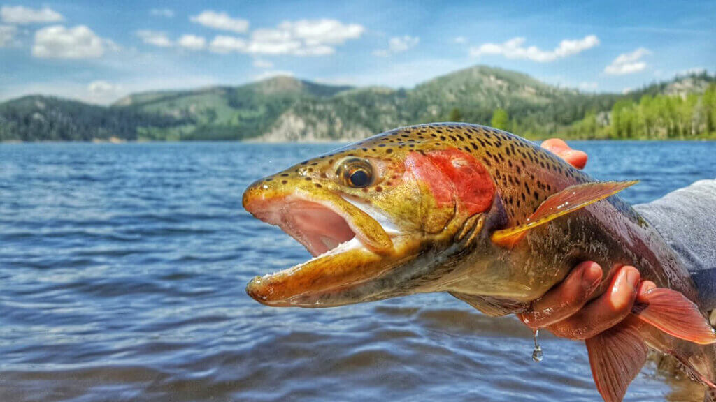 lake tahoe fishing trout