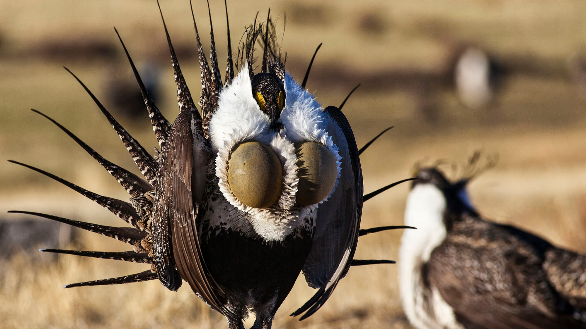 寻找你的鸟群:内华达州的6个最佳观鸟栖息地雷竞技体育app